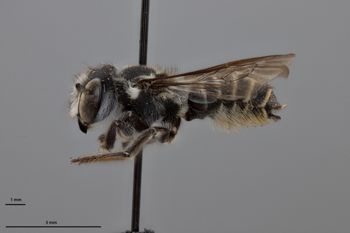 Media type: image;   Entomology 16268 Aspect: habitus lateral view